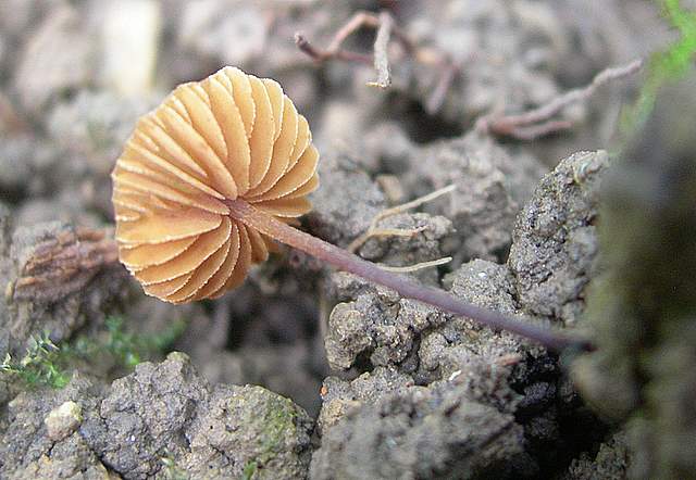 Conocybe horakii      Watling & G.M. Taylor